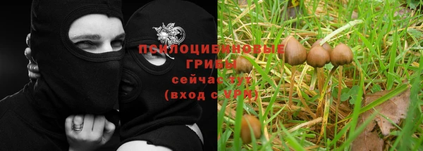 прущие грибы Алзамай