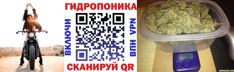 Каннабис сатива  где купить   Зуевка 